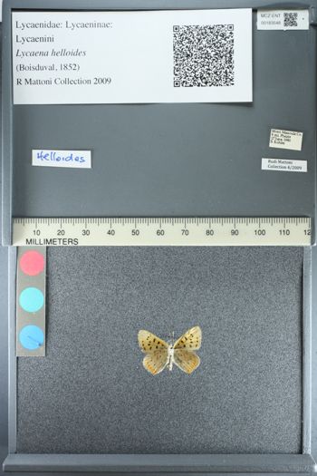 Media type: image;   Entomology 183548